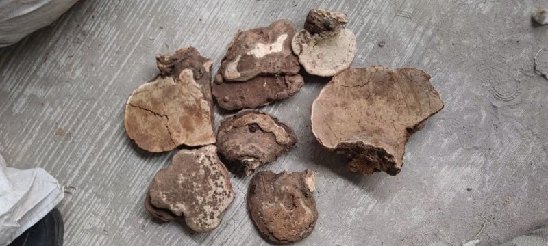树舌灵芝，树舌，老牛干，木灵芝，