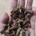 树舌灵芝，树舌，老牛干，木灵芝，