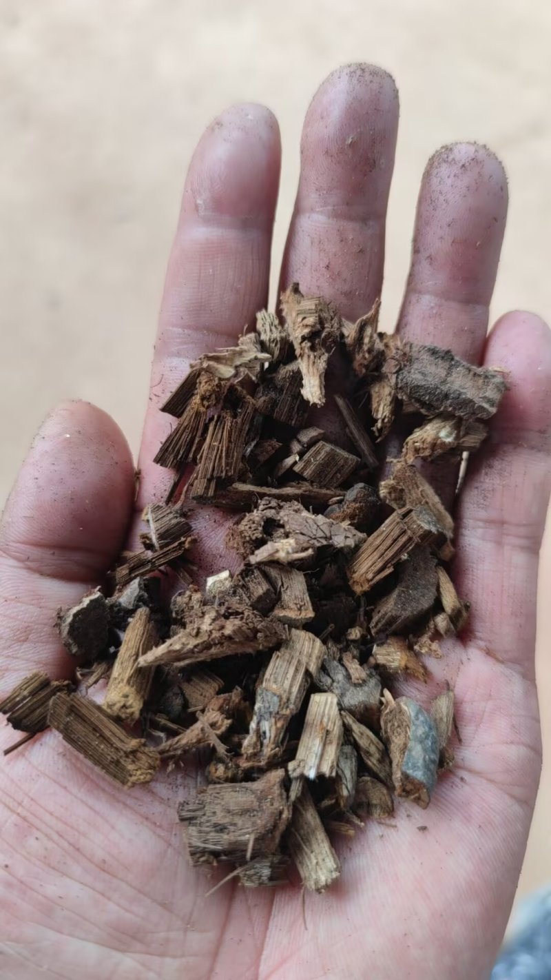 树舌灵芝，树舌，老牛干，木灵芝，