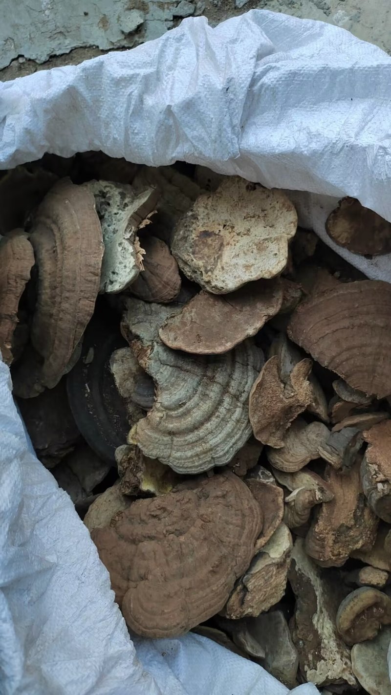 树舌灵芝，树舌，老牛干，木灵芝，