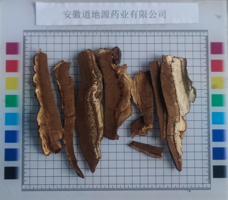 树舌灵芝，树舌，老牛干，木灵芝，
