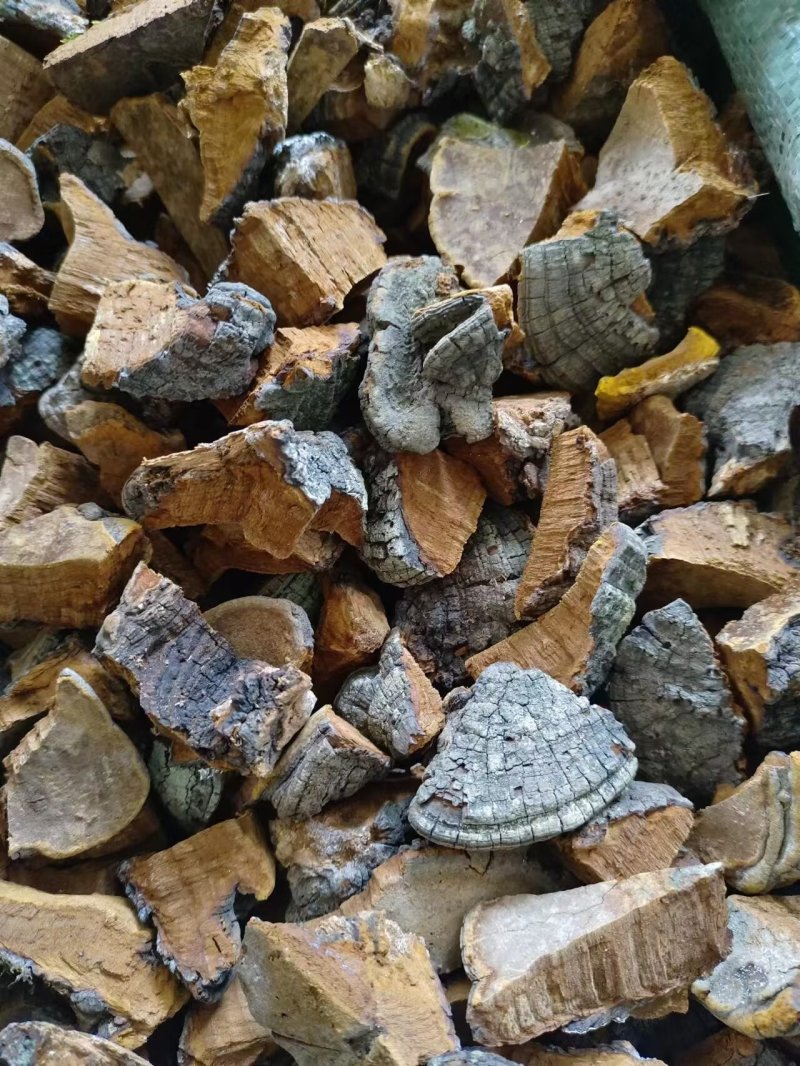 暴马黄，桑黄，各种规格，片，块，粉