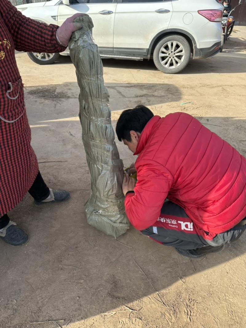 出售桃树新品种