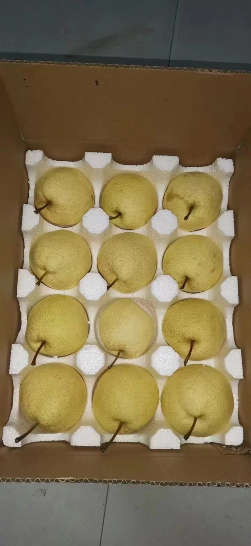 陕西延安延长县皇冠酥梨