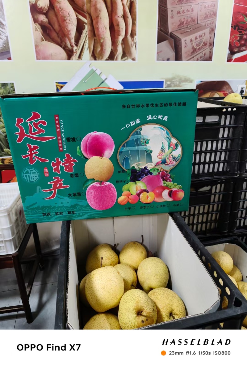 陕西延安延长县皇冠酥梨