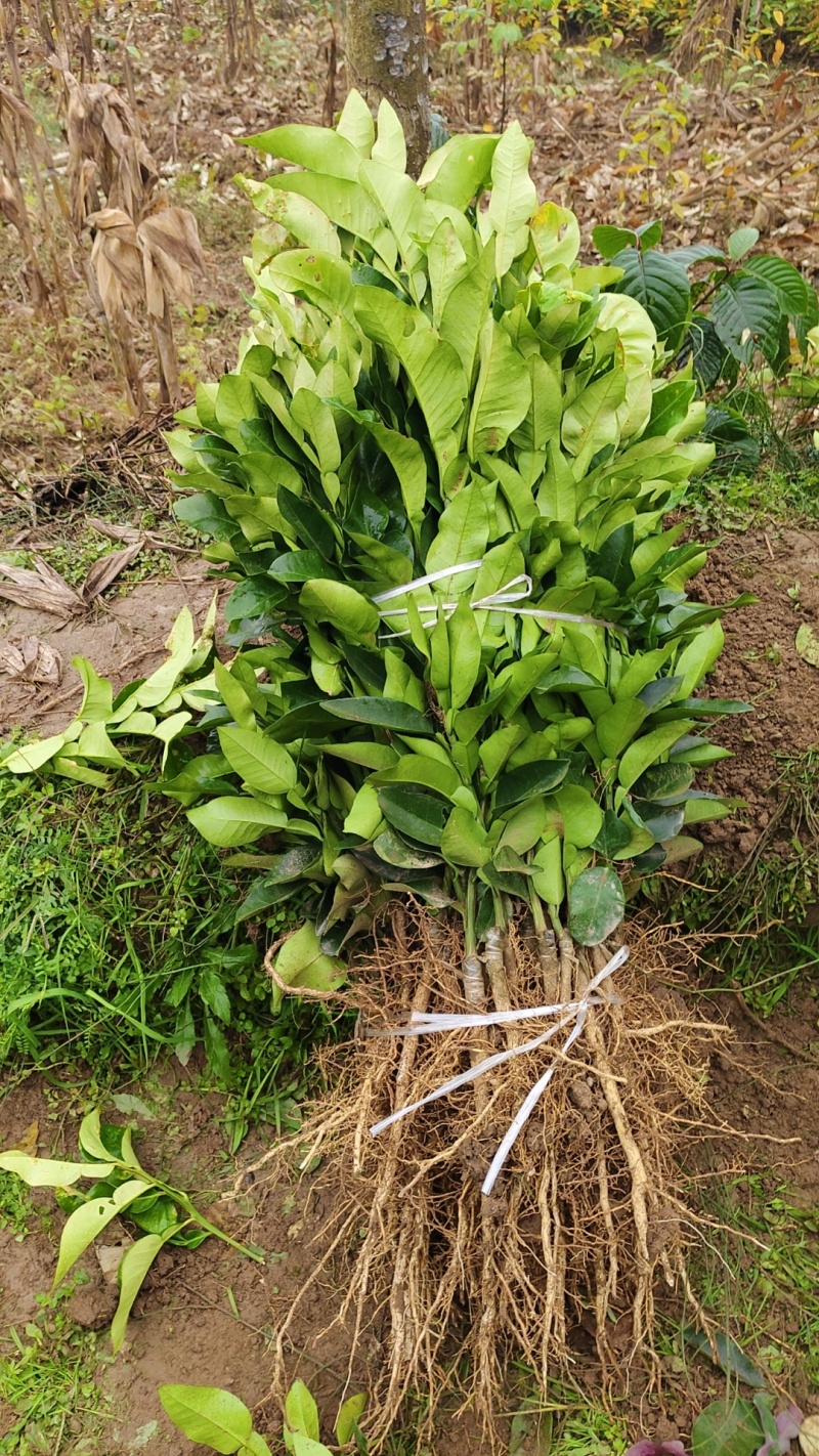 嫁子柚子苗(沙田柚，红心柚，蜜柚)品种纯正。