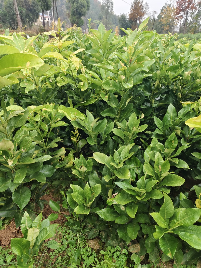嫁子柚子苗(沙田柚，红心柚，蜜柚)品种纯正。