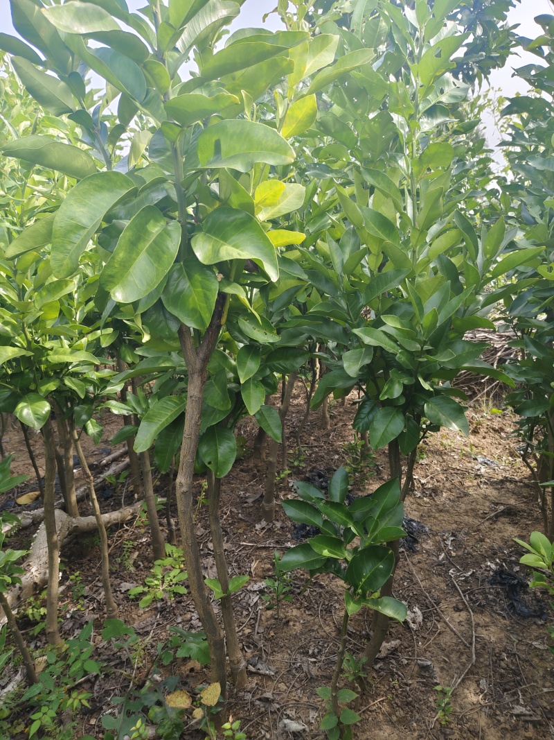 嫁子柚子苗(沙田柚，红心柚，蜜柚)品种纯正。