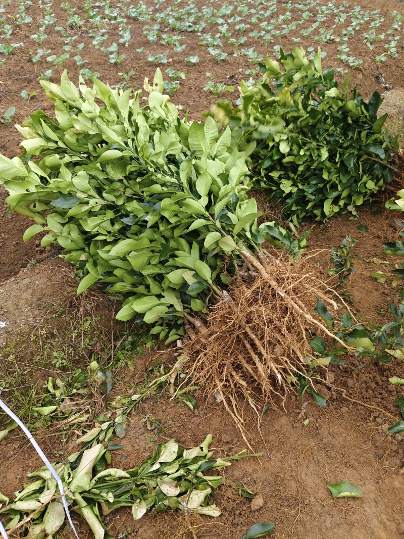 嫁子柚子苗(沙田柚，红心柚，蜜柚)品种纯正。