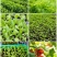育苗基质栽培基质花卉营养土50L蔬菜瓜果花卉通用型