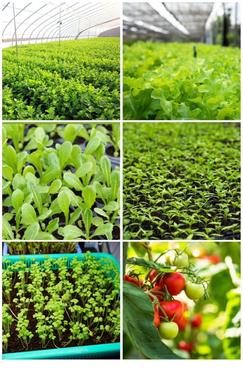 育苗基质栽培基质花卉营养土50L蔬菜瓜果花卉通用型