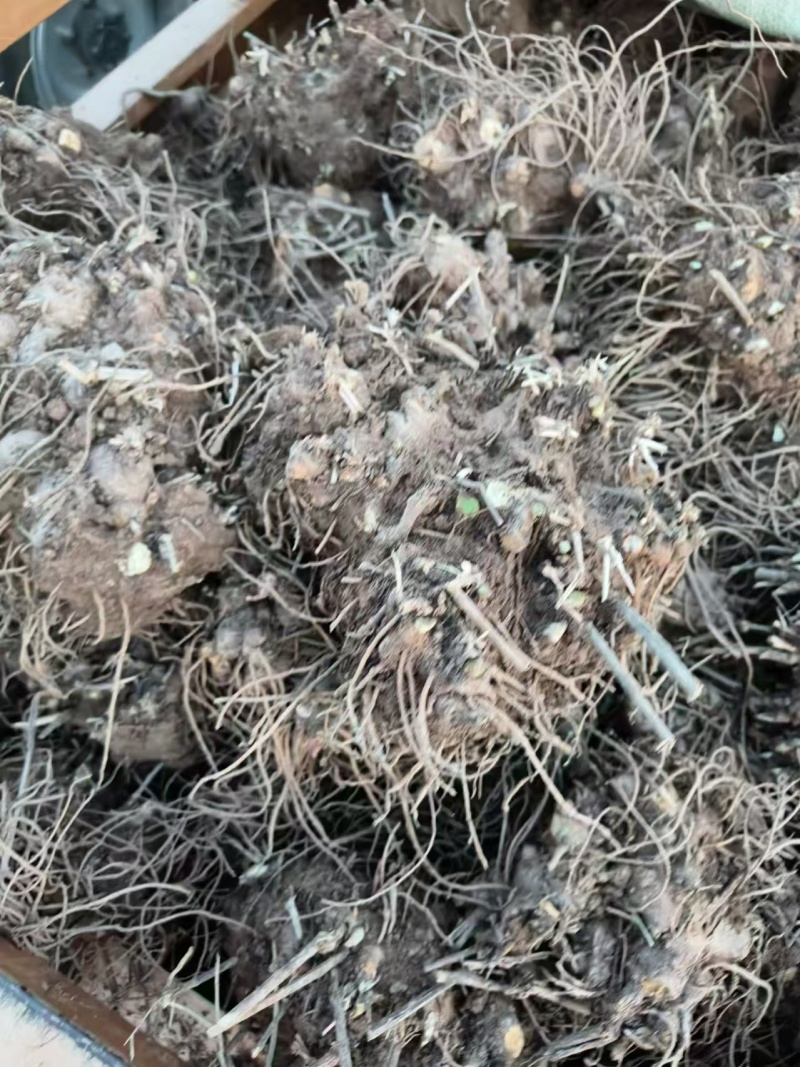 苍术大量批发,全国发货。
