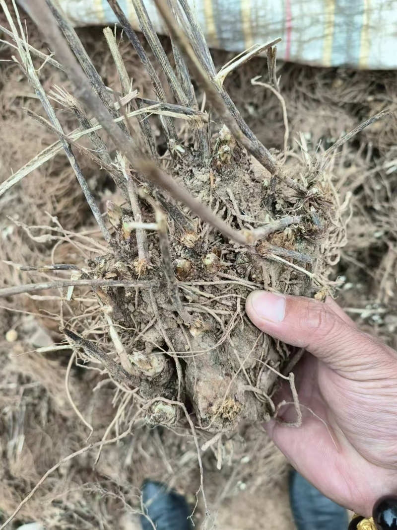 苍术大量批发,全国发货。
