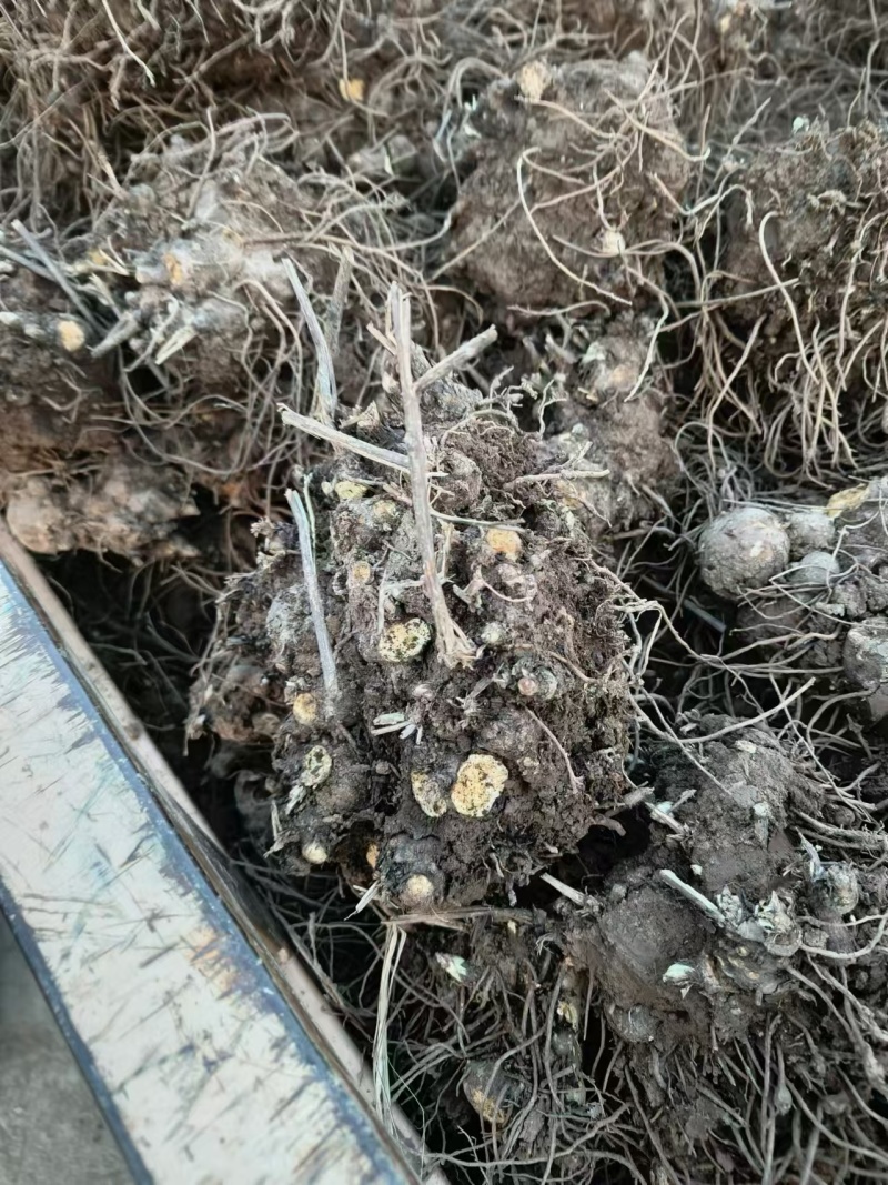 苍术大量批发,全国发货。