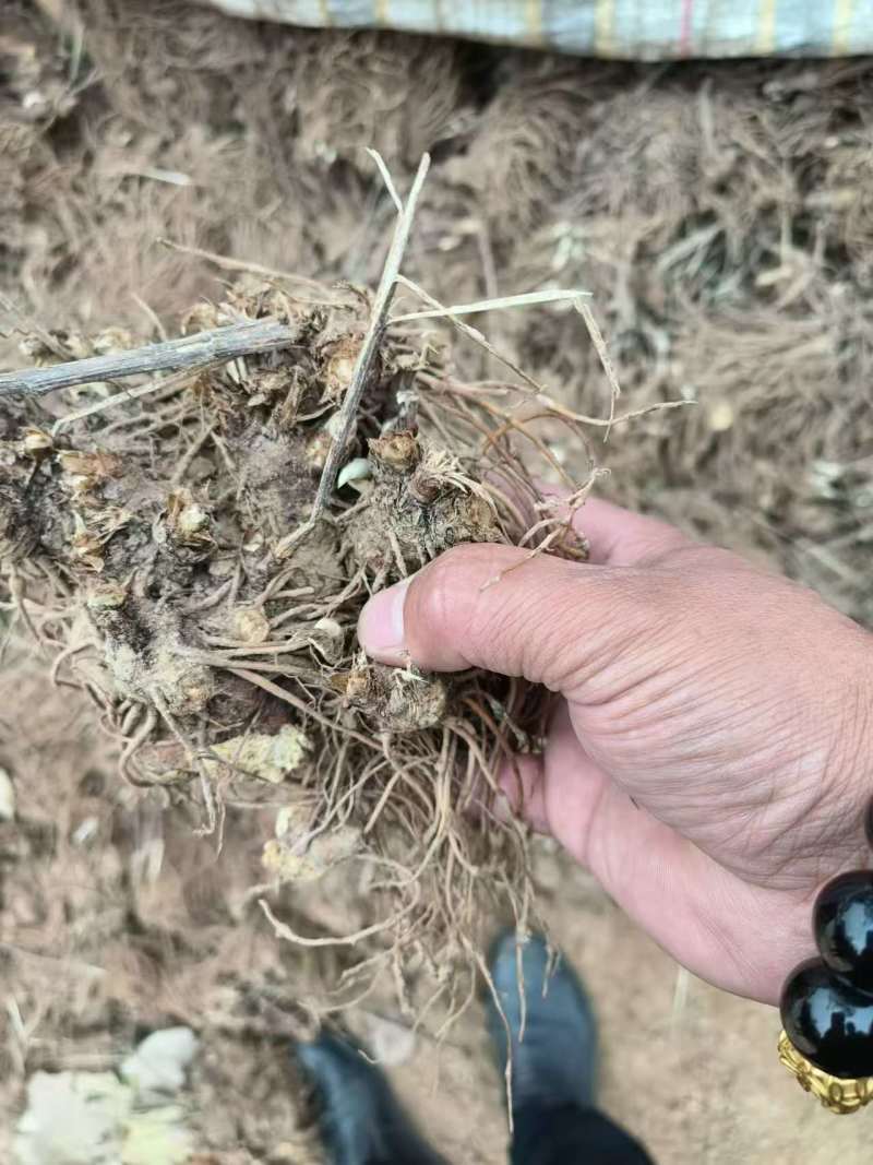 苍术大量批发,全国发货。