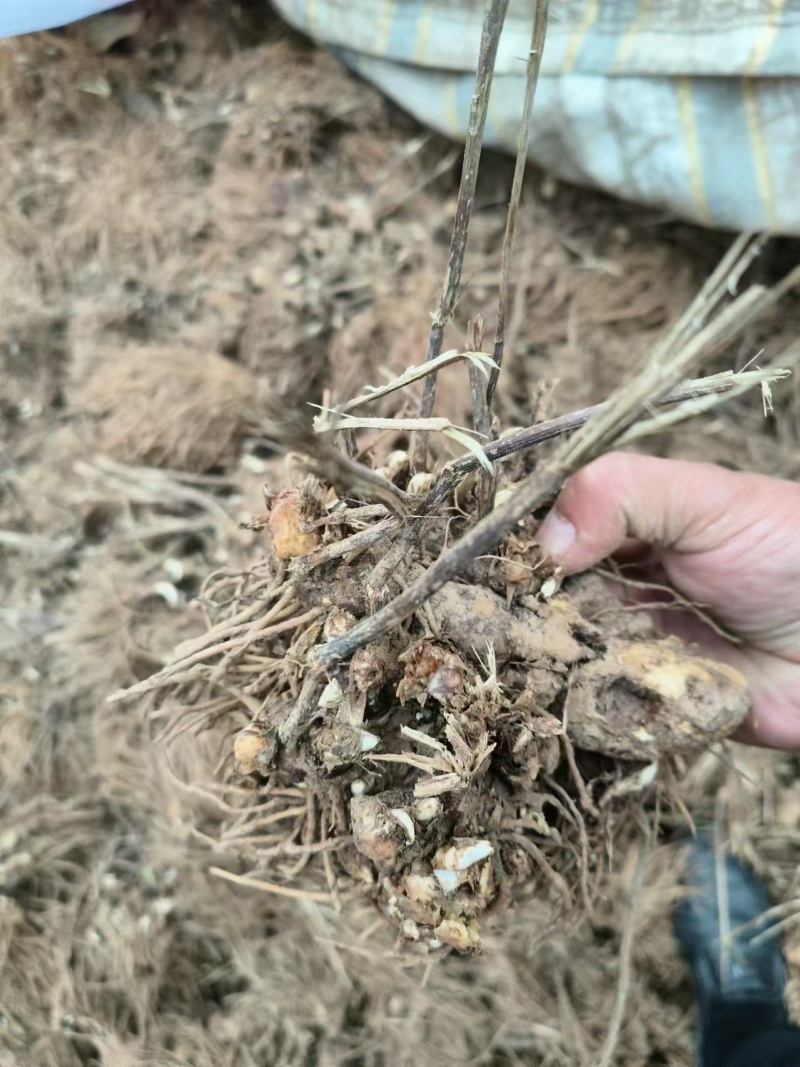 苍术大量批发,全国发货。