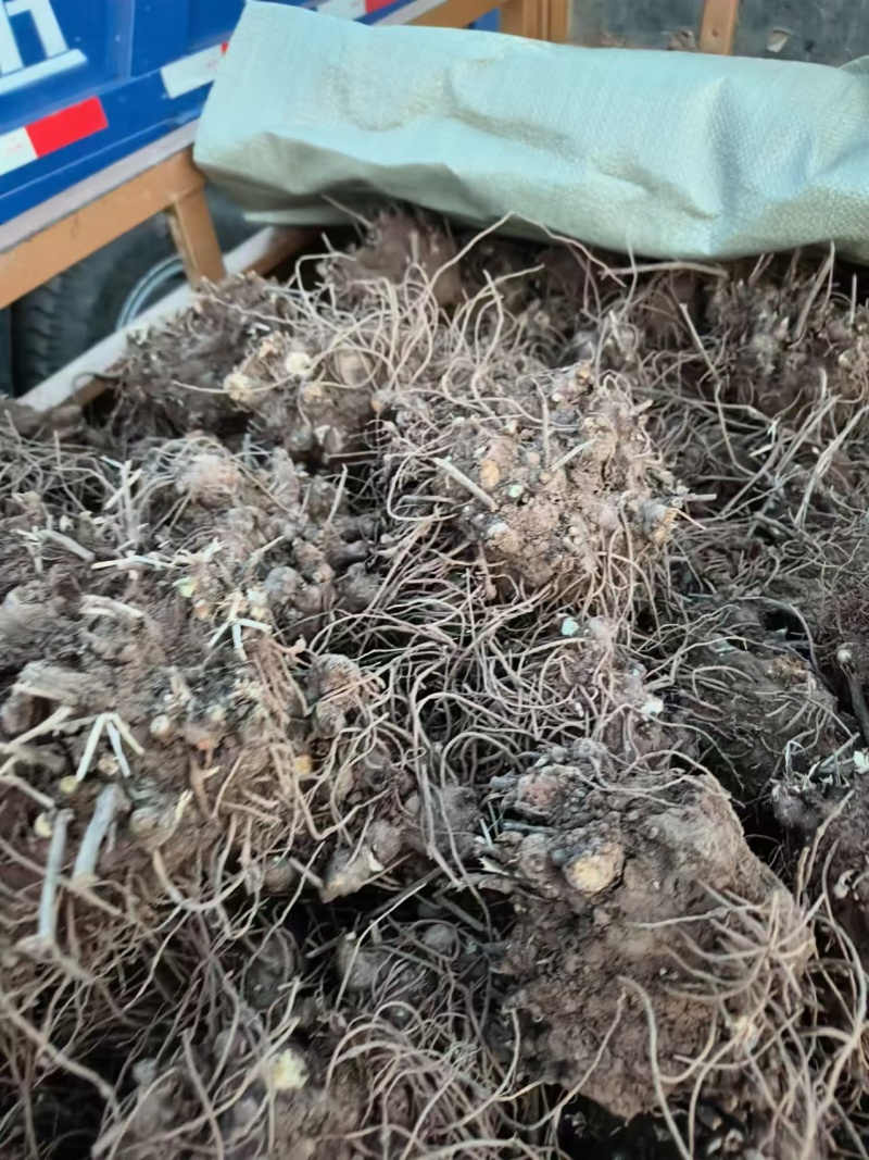 苍术大量批发,全国发货。