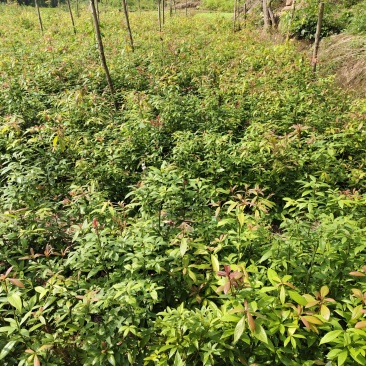 金丝楠木杯苗，品种纯正，现挖现发。