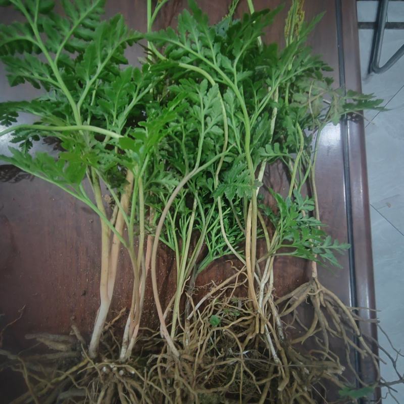 大别山野生小春花，一朵云。