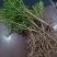 大别山野生小春花，一朵云。