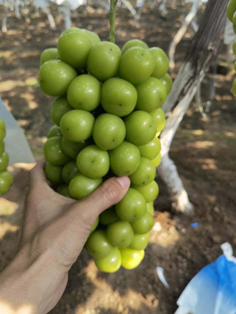 阳光玫瑰，晴王大量鲜果，口感香甜，一手货源，