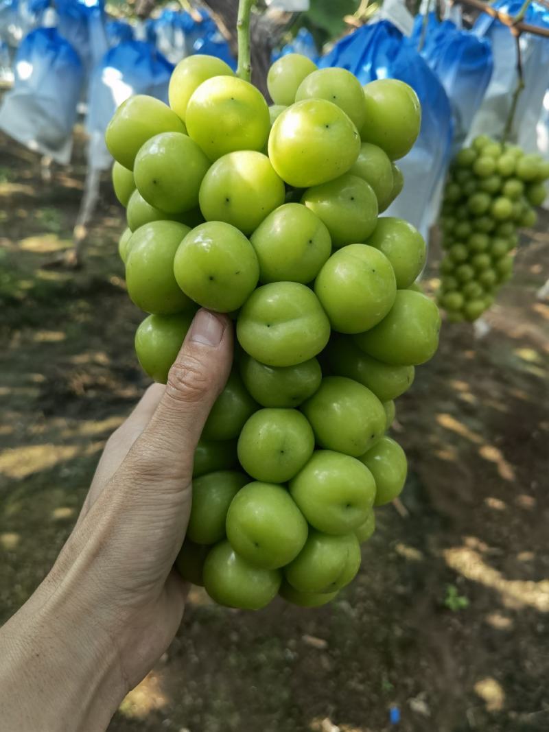 阳光玫瑰，晴王大量鲜果，口感香甜，一手货源，