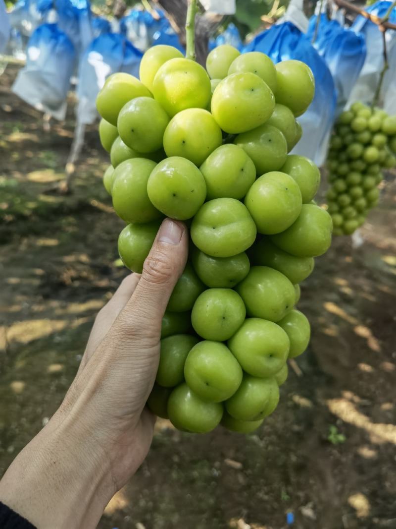 阳光玫瑰，晴王大量鲜果，口感香甜，一手货源，