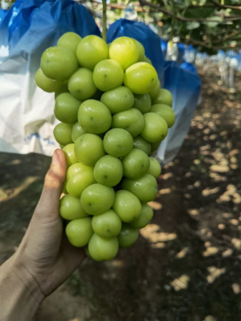 阳光玫瑰，晴王大量鲜果，口感香甜，一手货源，