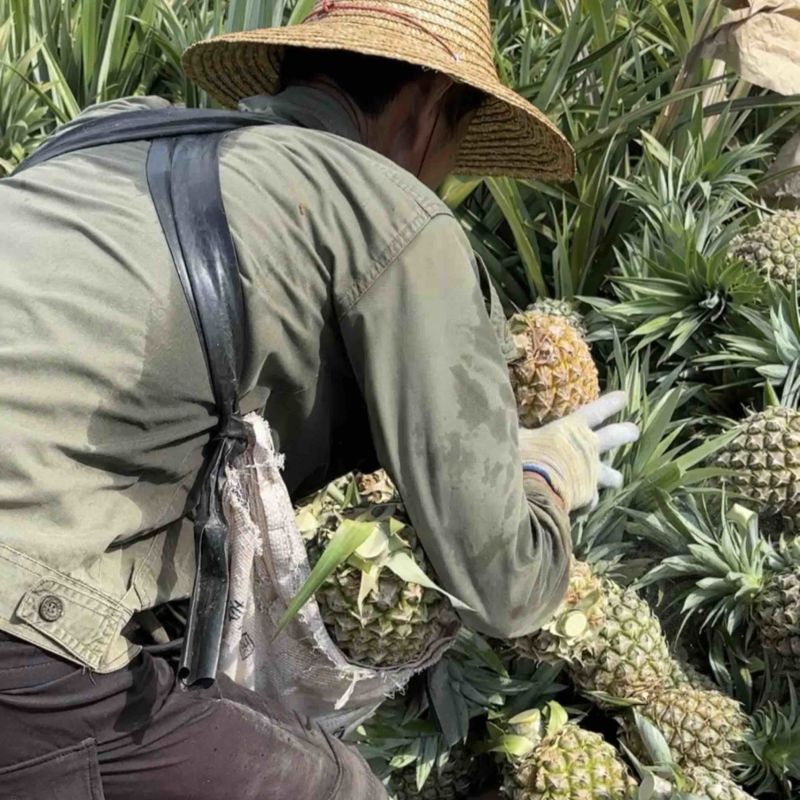 凤梨全部商品！打电话算数***********