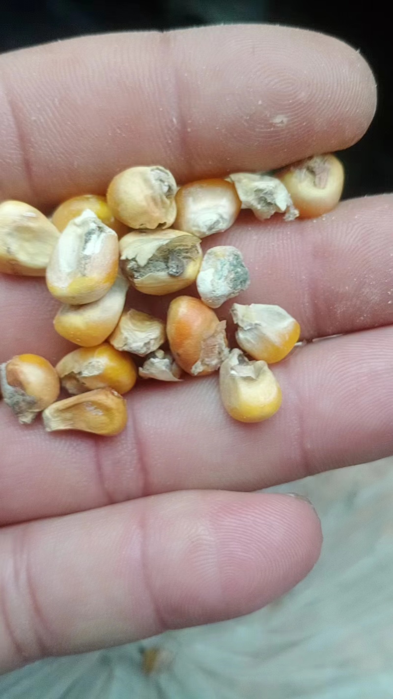 出售各种规格霉变玉米，适用于掺粮酒精厂，醋厂河南产地直供
