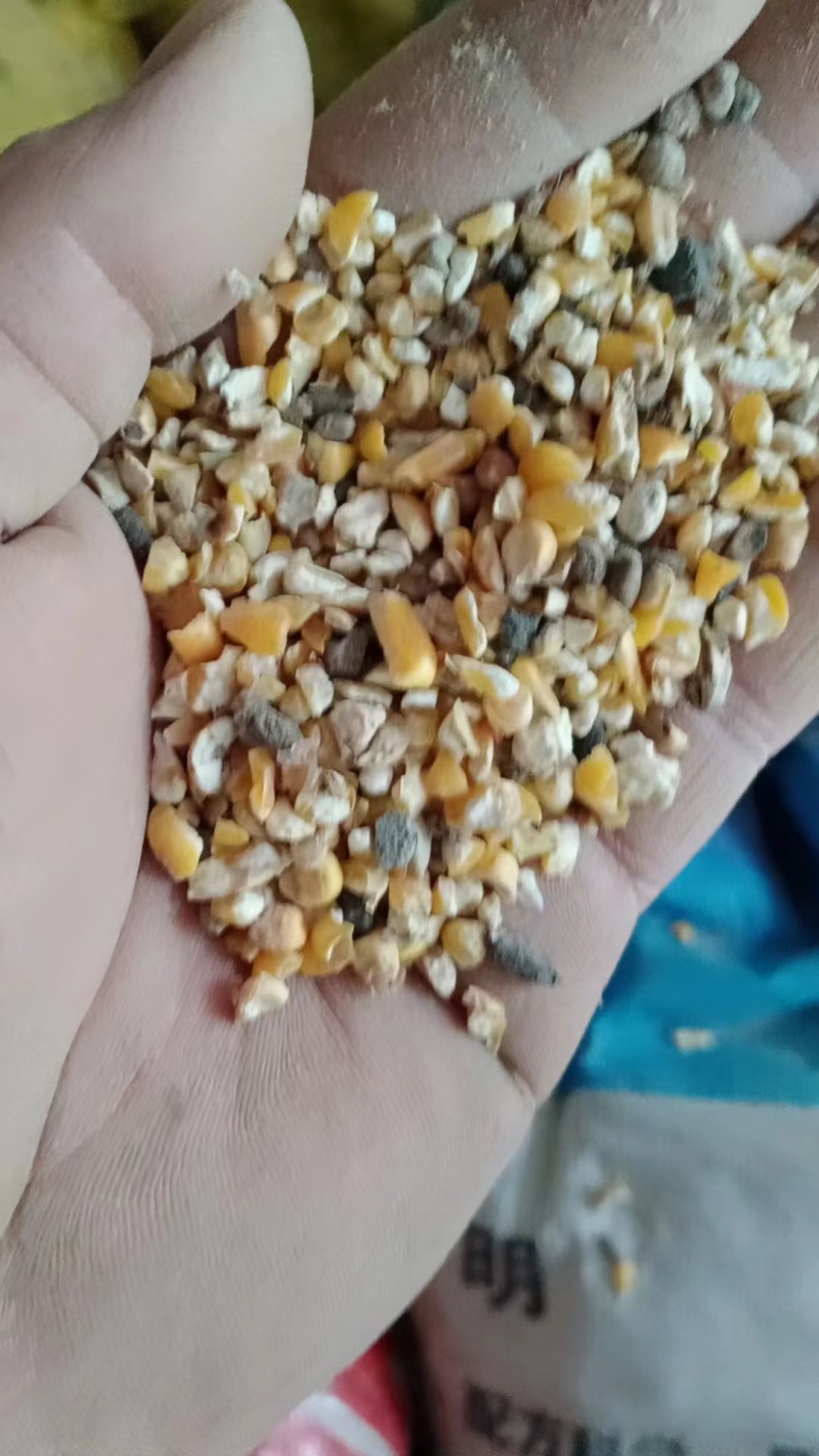 出售各种规格霉变玉米，适用于掺粮酒精厂，醋厂河南产地直供