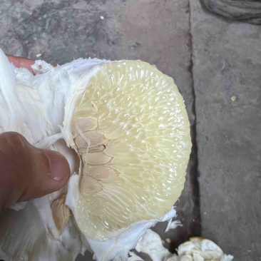 柚子