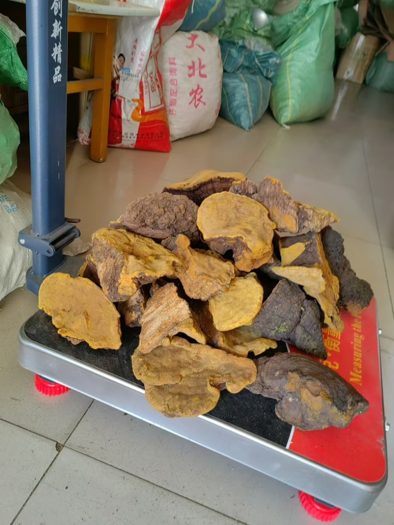【大货批发】桑黄马蹄黄新货足干肉质黄无硫桑黄煮水