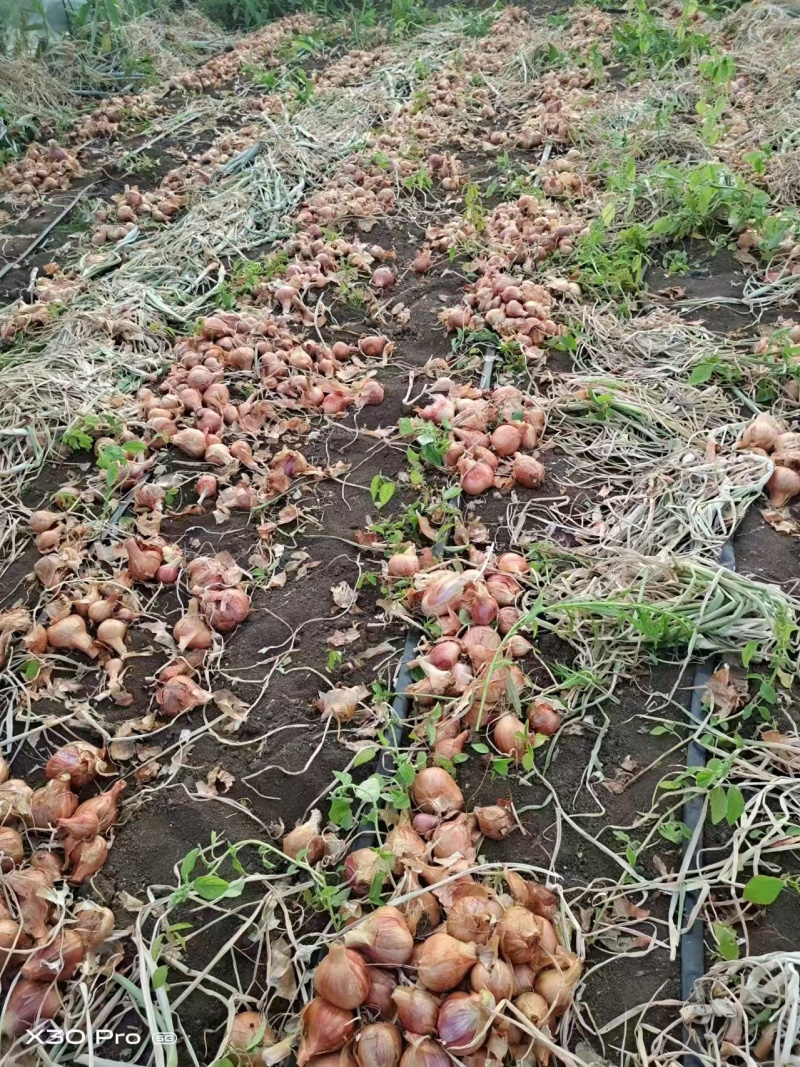 牡丹江，毛葱基地，全国接单，品质保证，欢迎来电