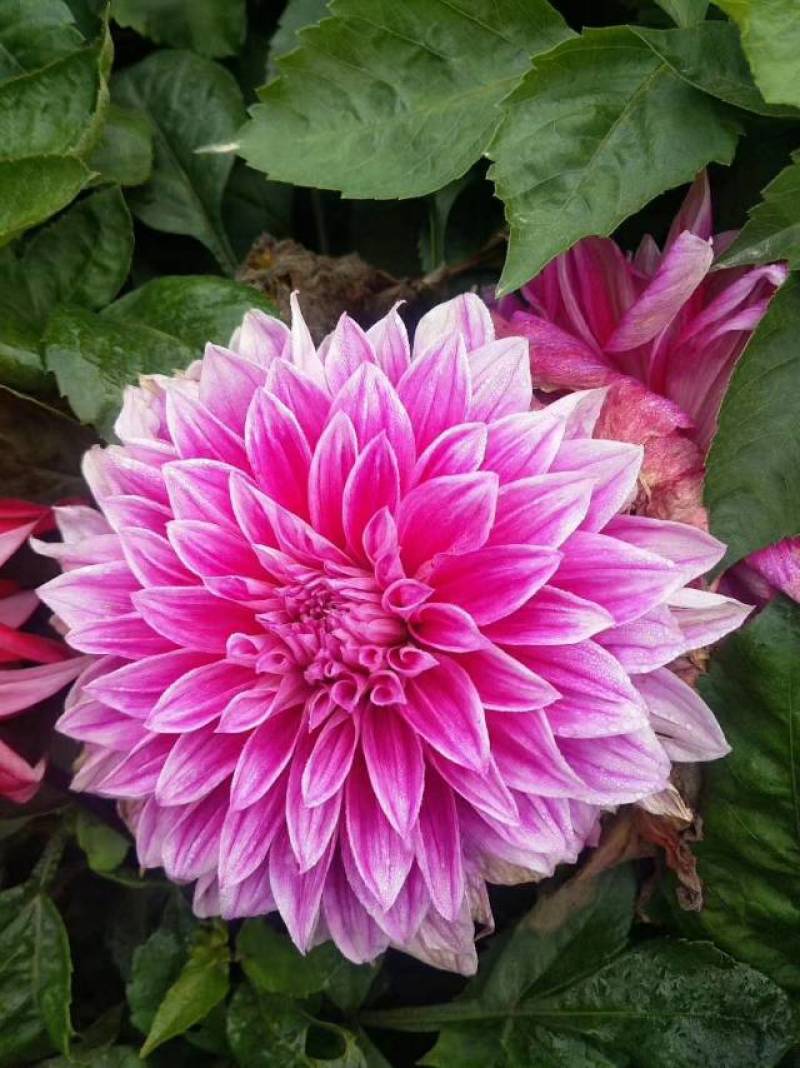 甘肃临洮大丽花品种多包成活量大价优欢迎来电