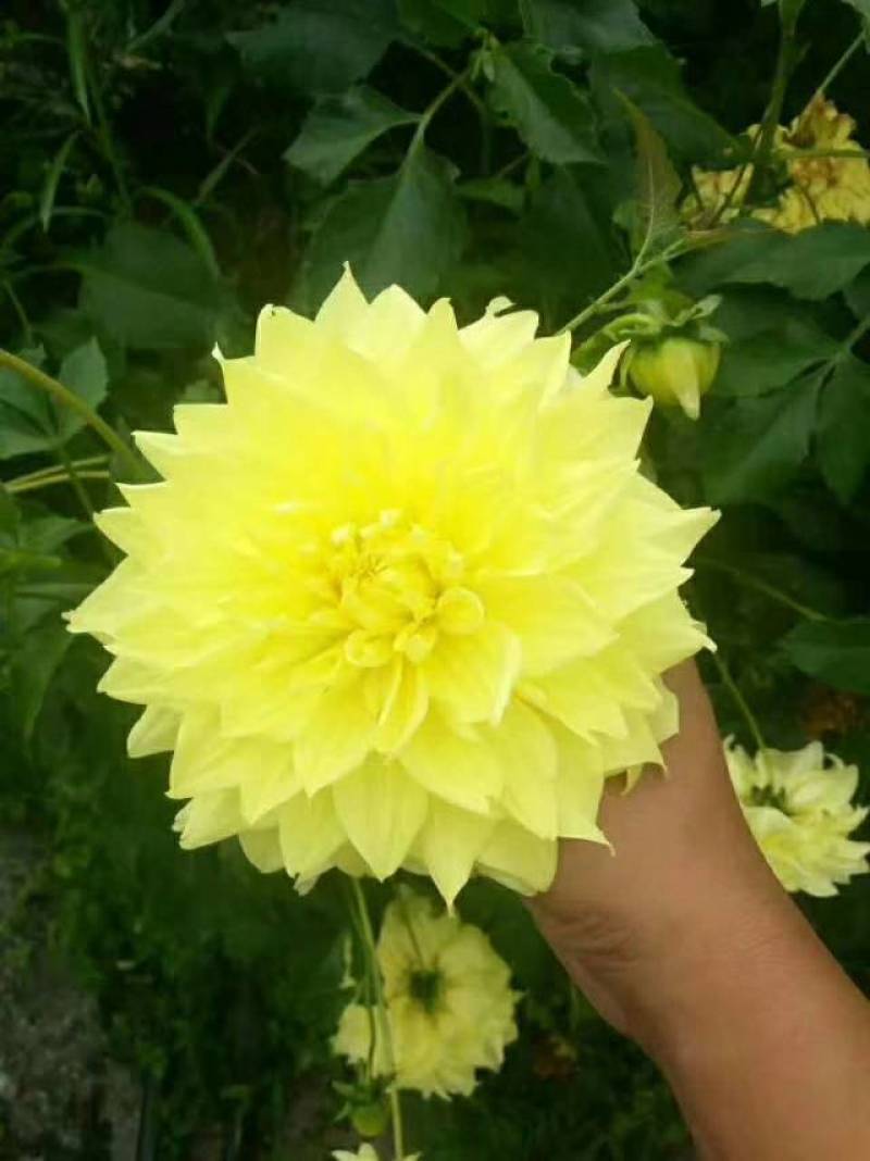 甘肃临洮大丽花品种多包成活量大价优欢迎来电