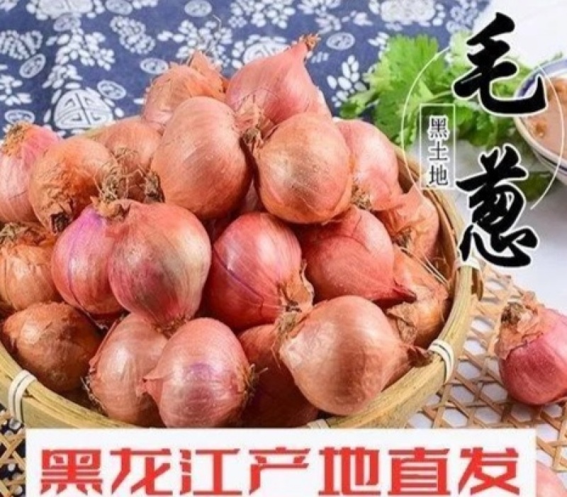 牡丹江，毛葱基地，全国接单，品质保证，欢迎来电
