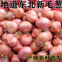 牡丹江，毛葱基地，全国接单，品质保证，欢迎来电