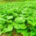 款冬花鲜货9元一斤干款冬花70一斤，甘肃省产