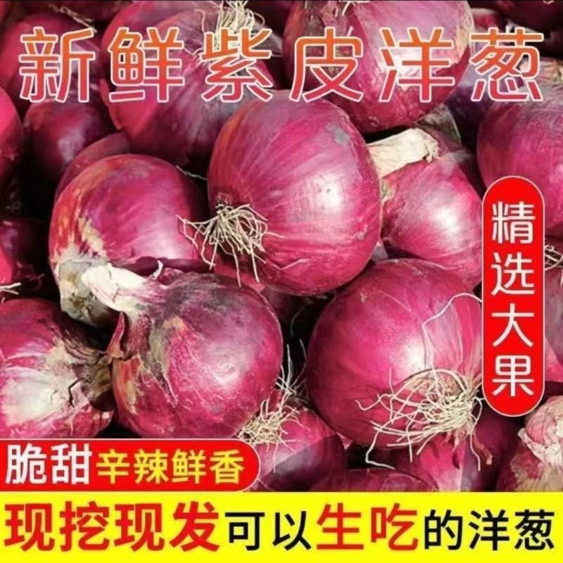 黑龙江紫皮洋葱，产地直发，保质保量，对接全国，量大从优