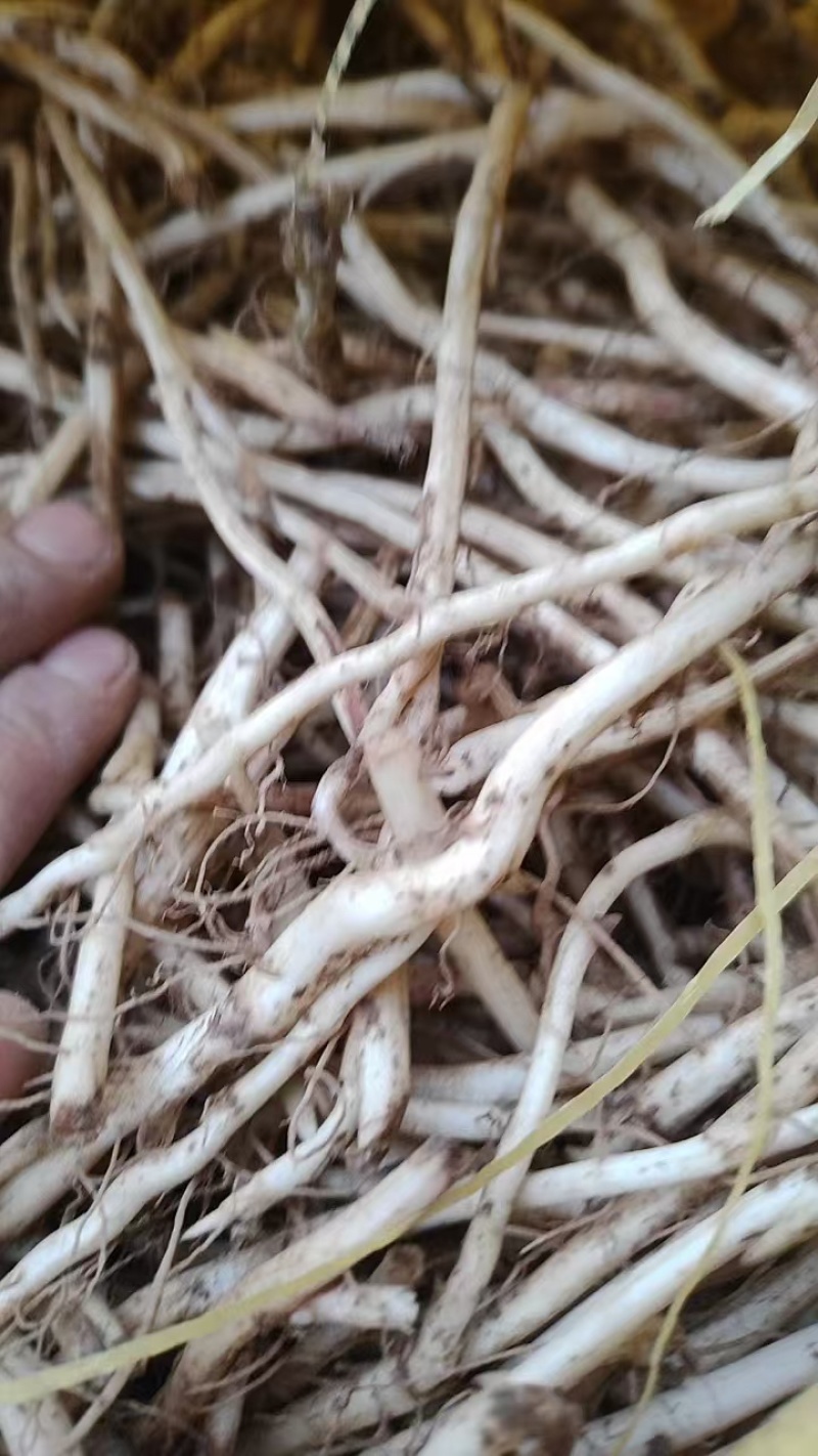 款冬花苗甘肃省西和县现挖现发大量款冬花苗子提供技术服务