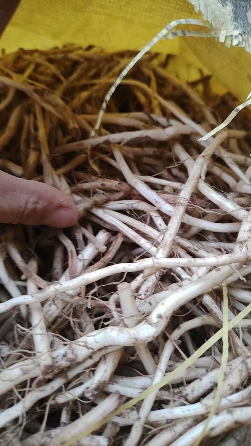 款冬花苗甘肃省西和县现挖现发大量款冬花苗子提供技术服务