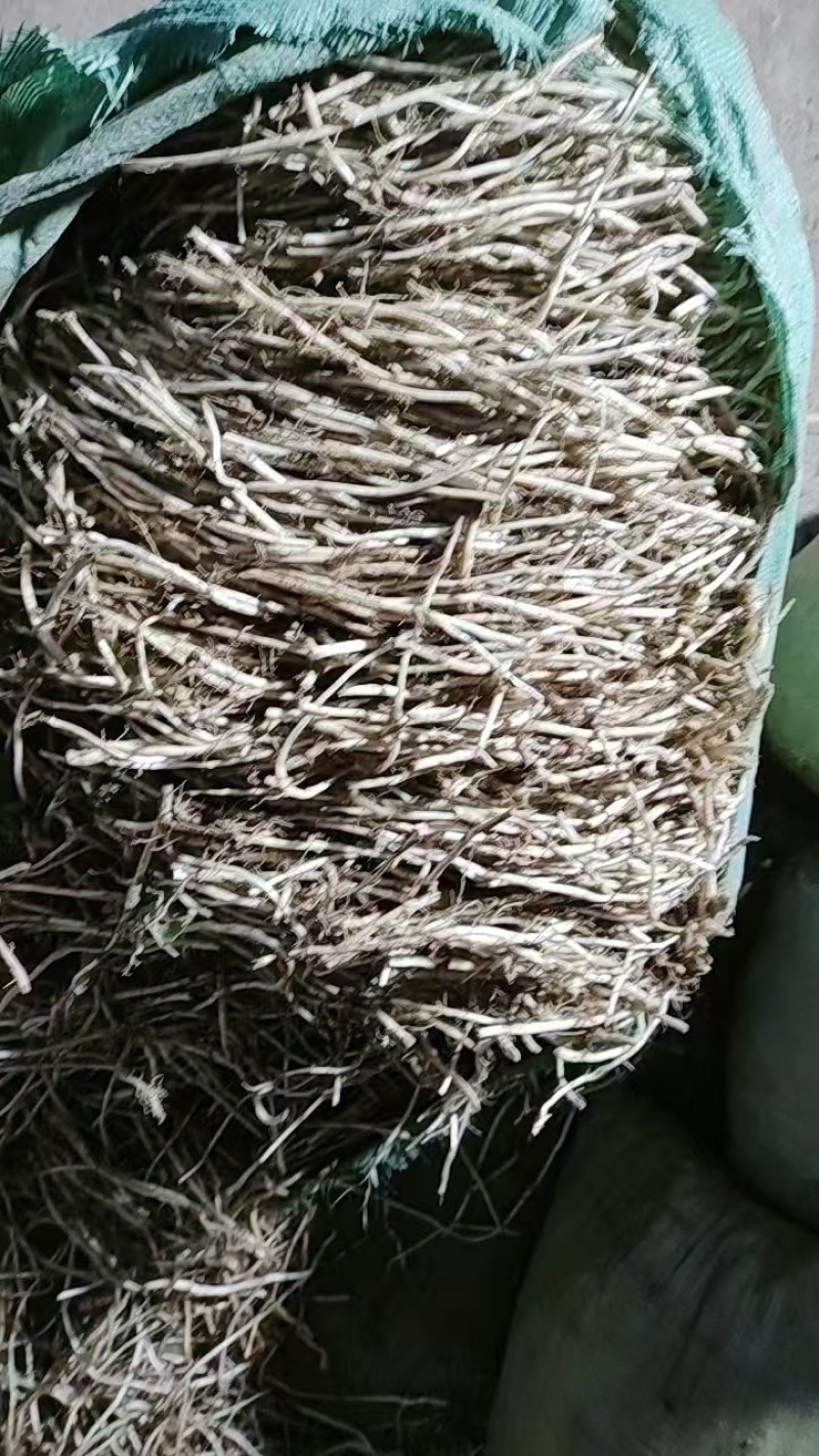 款冬花苗甘肃省西和县现挖现发大量款冬花苗子提供技术服务