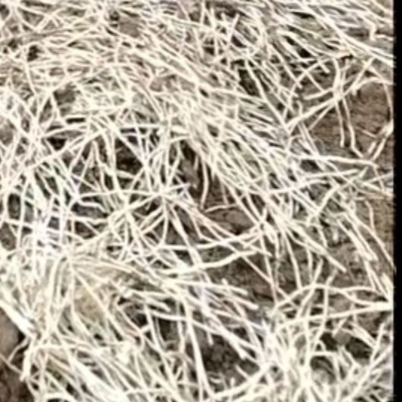高含量款冬花种苗，款冬花苗子甘肃陇南现挖现发提供种植技术