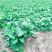 高含量款冬花种苗，款冬花苗子甘肃陇南现挖现发提供种植技术