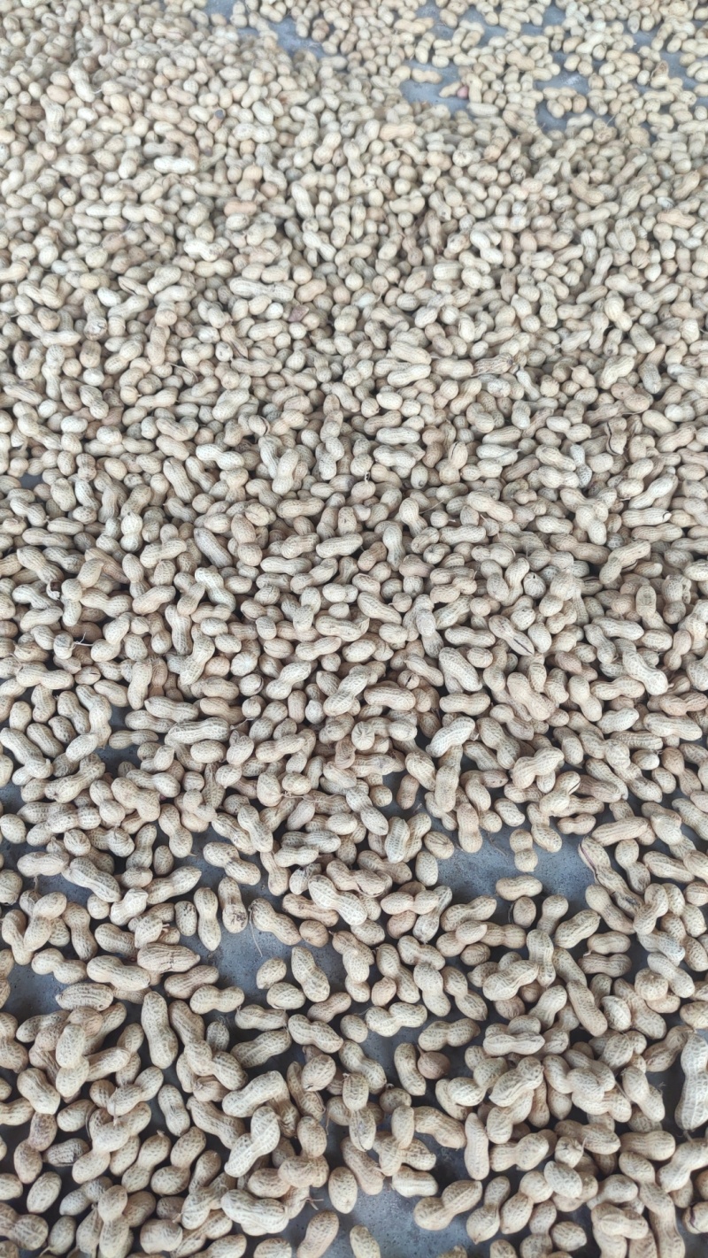 木柴炒花生干炒原味花生支持电商一件代发