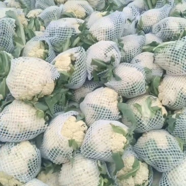 白面青梗松花菜一手资源产地直发
