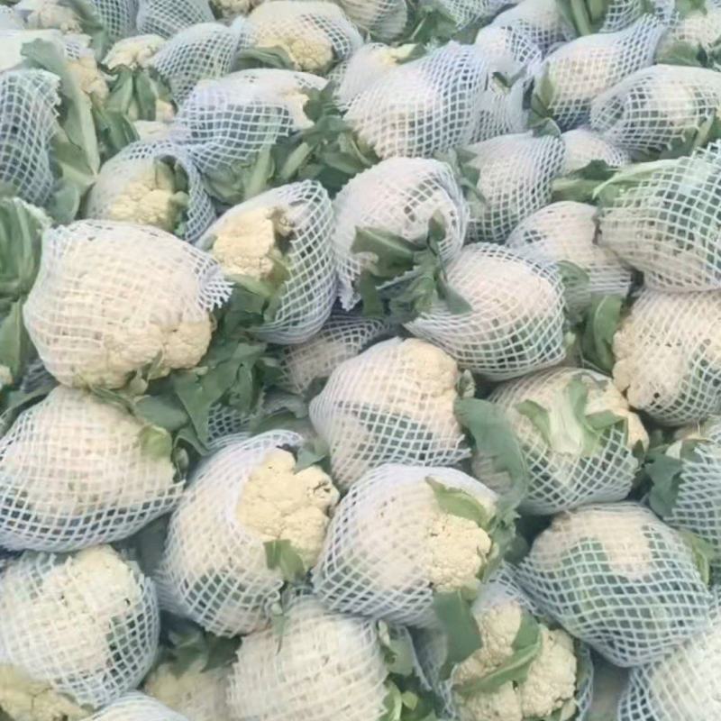 白面青梗松花菜一手资源产地直发