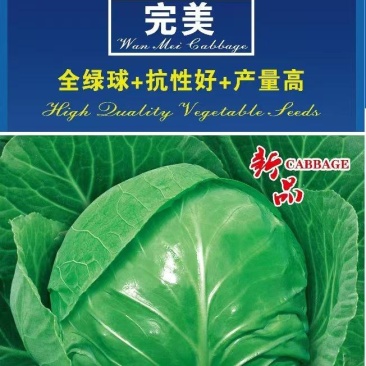 甘蓝种子**口感型圆球甘蓝叶色全绿脆甜抗性好产量高