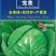 甘蓝种子**口感型圆球甘蓝叶色全绿脆甜抗性好产量高